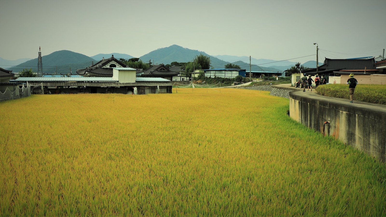 rice-2812395_1920
